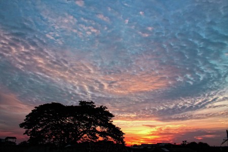 Harmony of nature