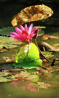 vitality