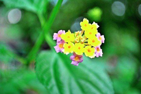 flower