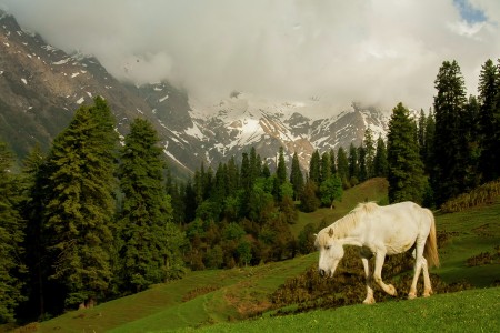A Himalayan Horse