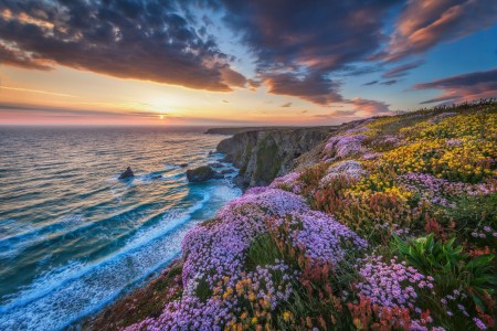 Cornwall Sea Flowers