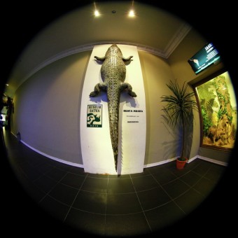 Buaya Muara