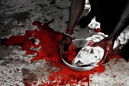 Most organism bleeds RED