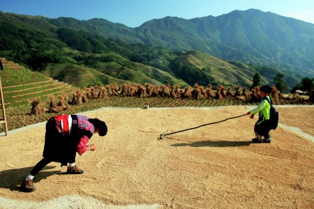 Rice drying