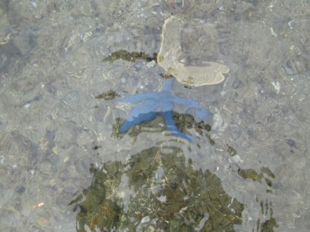 Bintang Laut di Air Bening