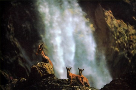Chamois