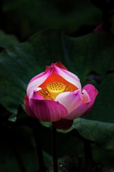 Hidden Beauty.
