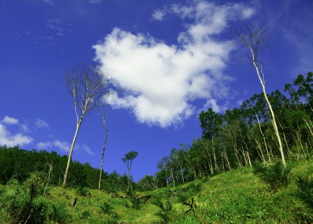 beautifull forest for balance the world