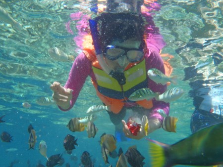 Schoolfish feeding