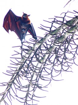 The hanging bat...