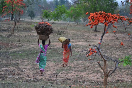 Palash - the flame of forest at Purulia, India
