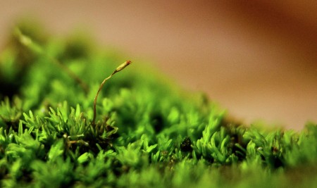 Green moss World