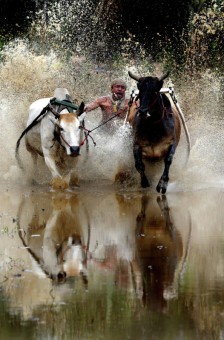 Pacu Jawi