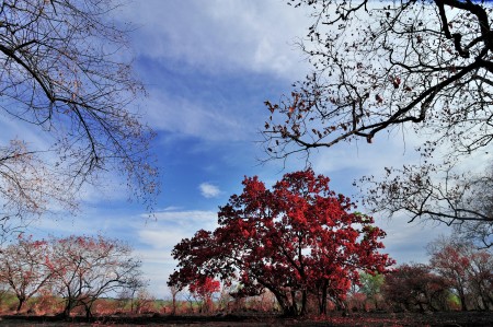 reddish leaves