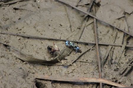 Anak Kepiting