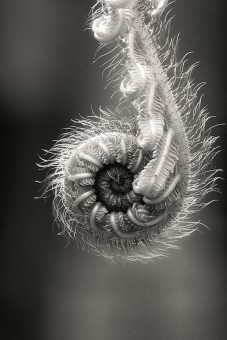 new seed