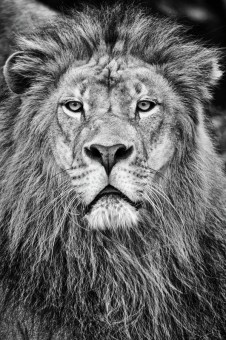 The King