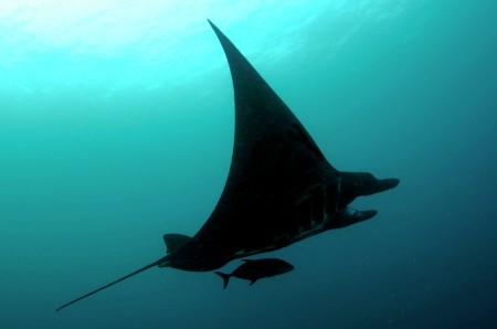Jack under Manta in Komodo