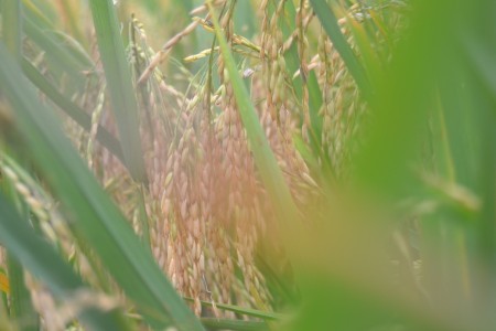 Field