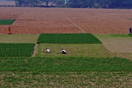 field worker