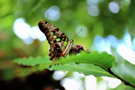 old butterfly