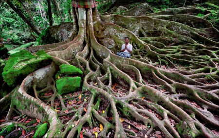 Tree of Life_2