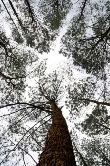 Tangan-Tangan Pinus