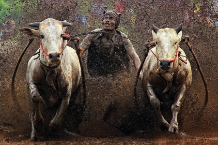 Pacu jawi (Cow Race)
