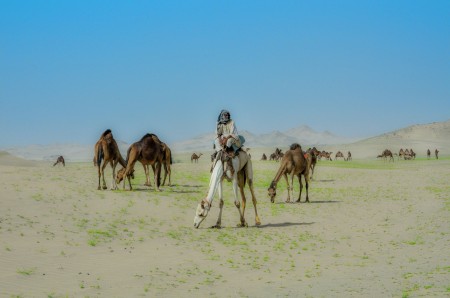 The Camel Herder