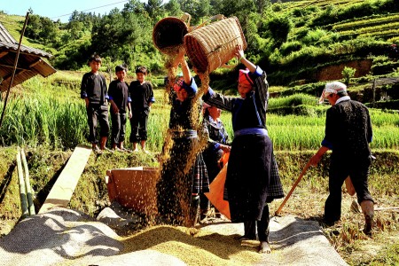 VÅ© Ä‘iá»‡u lÃºa vÃ ng