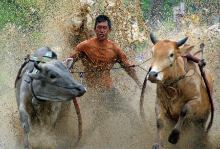 PACU JAWI