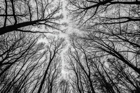 Winter trees