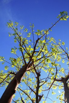 Green and Blue