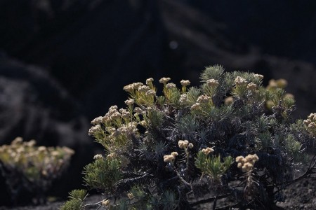 WORLD OF RINJANI MOUNTAIN