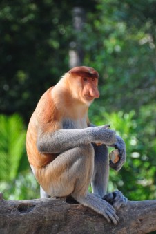 ProboscisMonkey