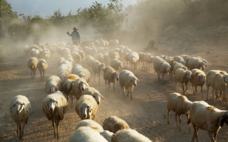 The shepherd