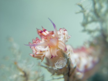 Nudibranch Eating