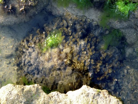 FINGER CORAL