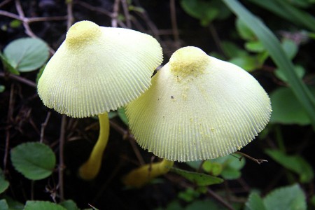 Nature's Natural