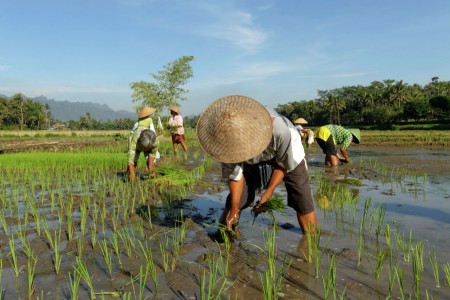 Sawah