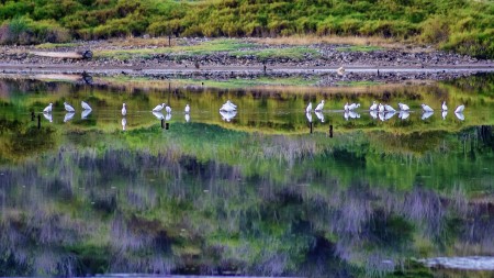 reflection