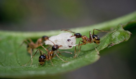 Food for all