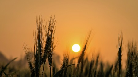 Sunrise from the farmer eyes