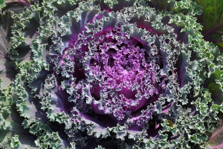 Nature's Creation