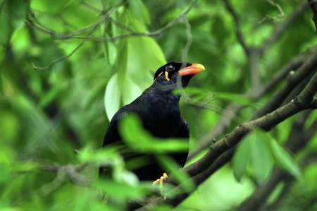 Burung Beo