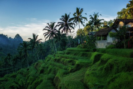 Tegalalang Rice Field