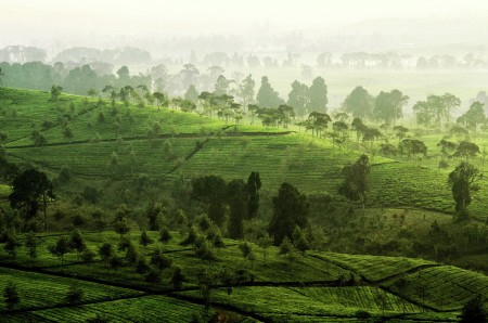suatu pagi di malabar