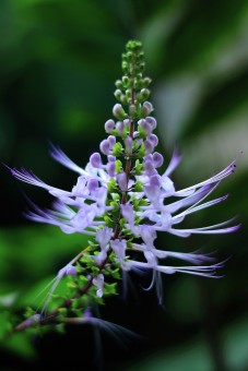 Orthosiphon Aristatus
