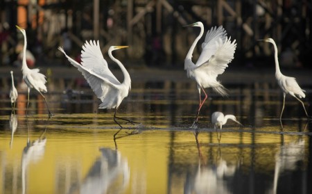 Beautiful Dancing