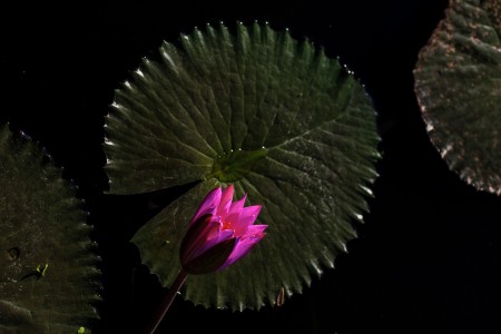 Lotus